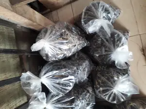 Supergene Seeds (Malaysia Supergene Seeds)