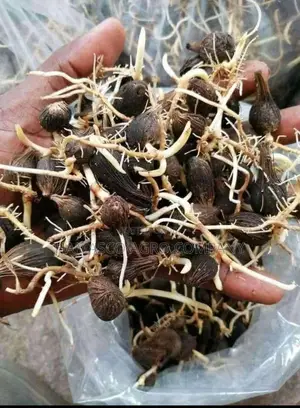 Supergene Seeds (Malaysia Supergene Seeds)
