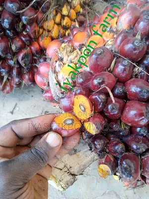 Dwarf Hybrid Tenera Oil Palms Seedlings