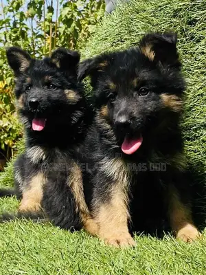 1-3 months Female Purebred German Shepherd
