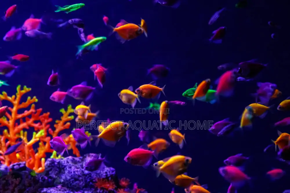 Glowlight Tetra