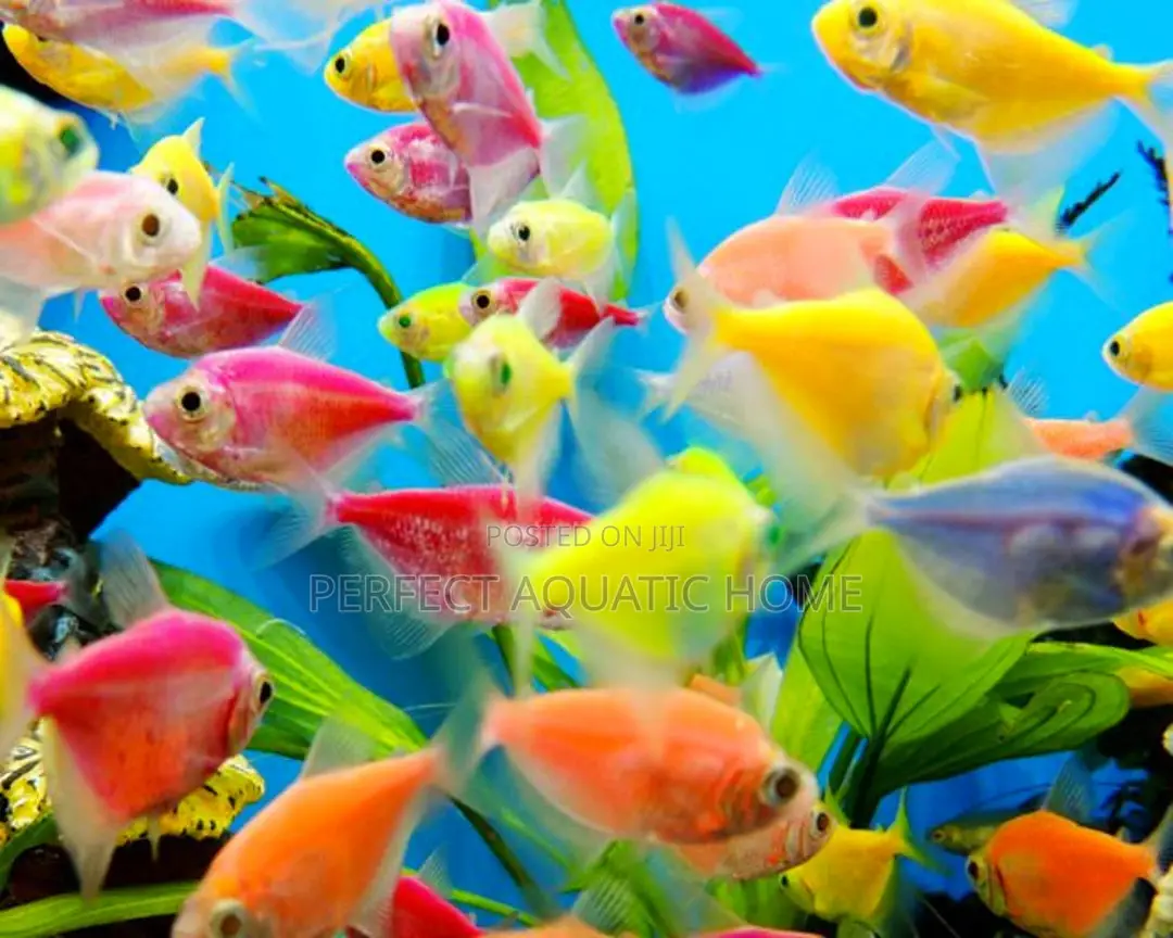 Glowlight Tetra