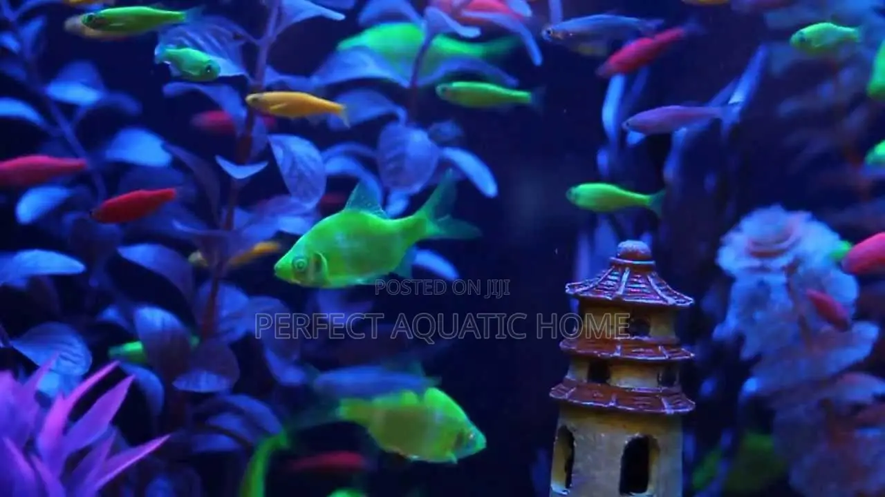 Florescent Tetra