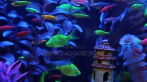 Florescent Tetra
