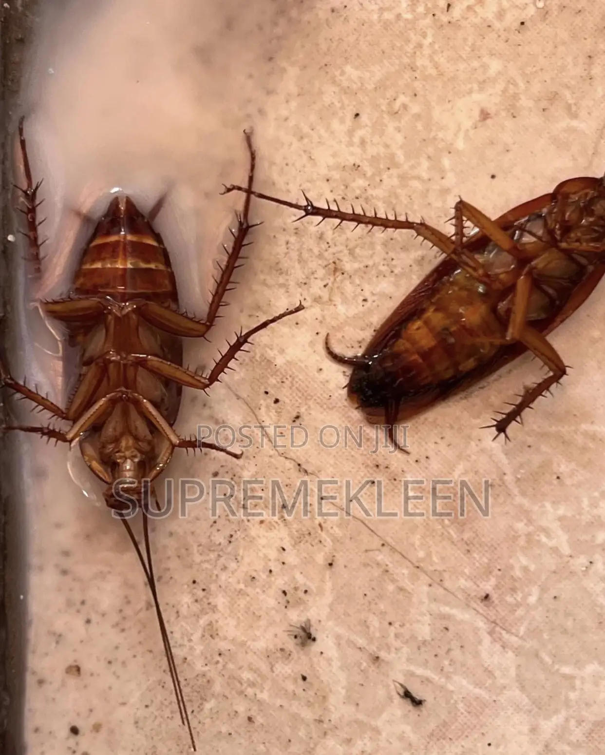 Thorough and Effective Fumigation Service