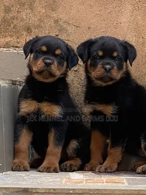 1-3 months Female Purebred Rottweiler