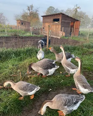 Photo - Adult Chinese Geese for Sell