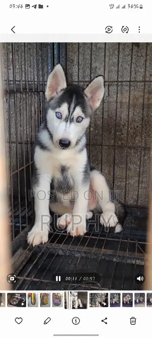 1-3 months Female Purebred Siberian Husky