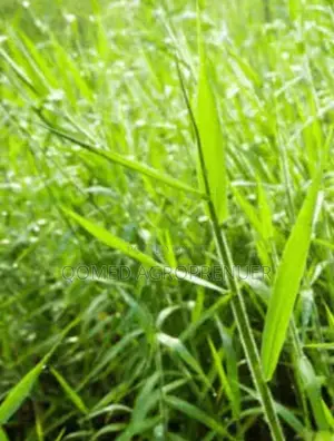 Brachiaria Pasture