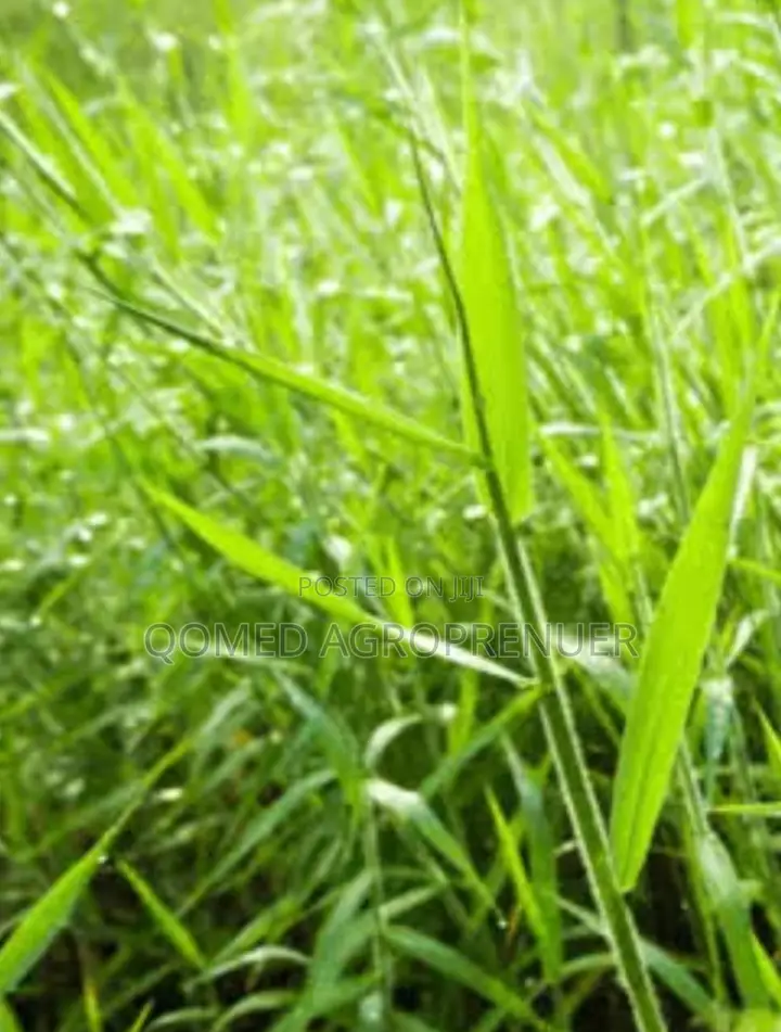 Brachiaria Pasture