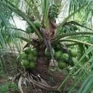 Hybrid Dwarf Coconut Seedlings