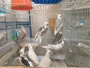 Lovely Cockatiel Birds Is Available