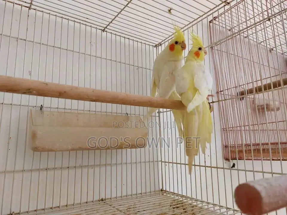 Lovely Cockatiel Birds Is Available