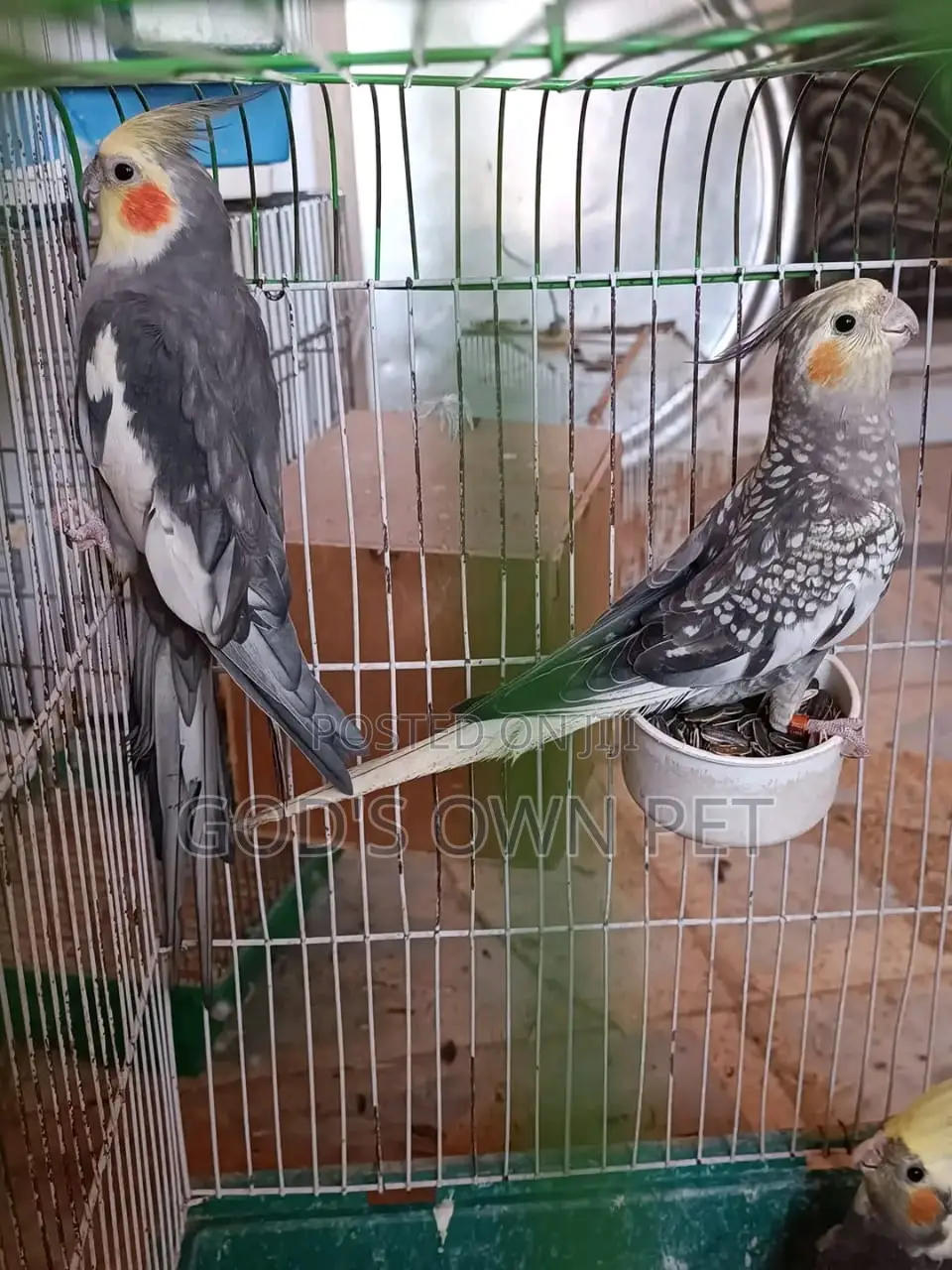 Lovely Cockatiel Birds Is Available