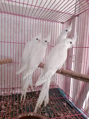 Photo - Lovely Cockatiel Birds Is Available
