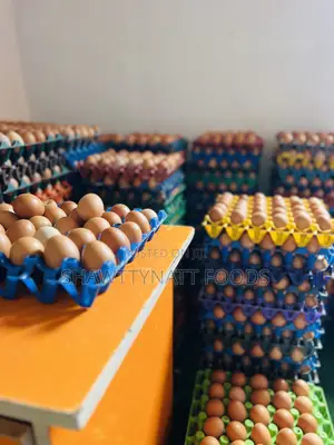 Fresh Medium Chicken Eggs Available
