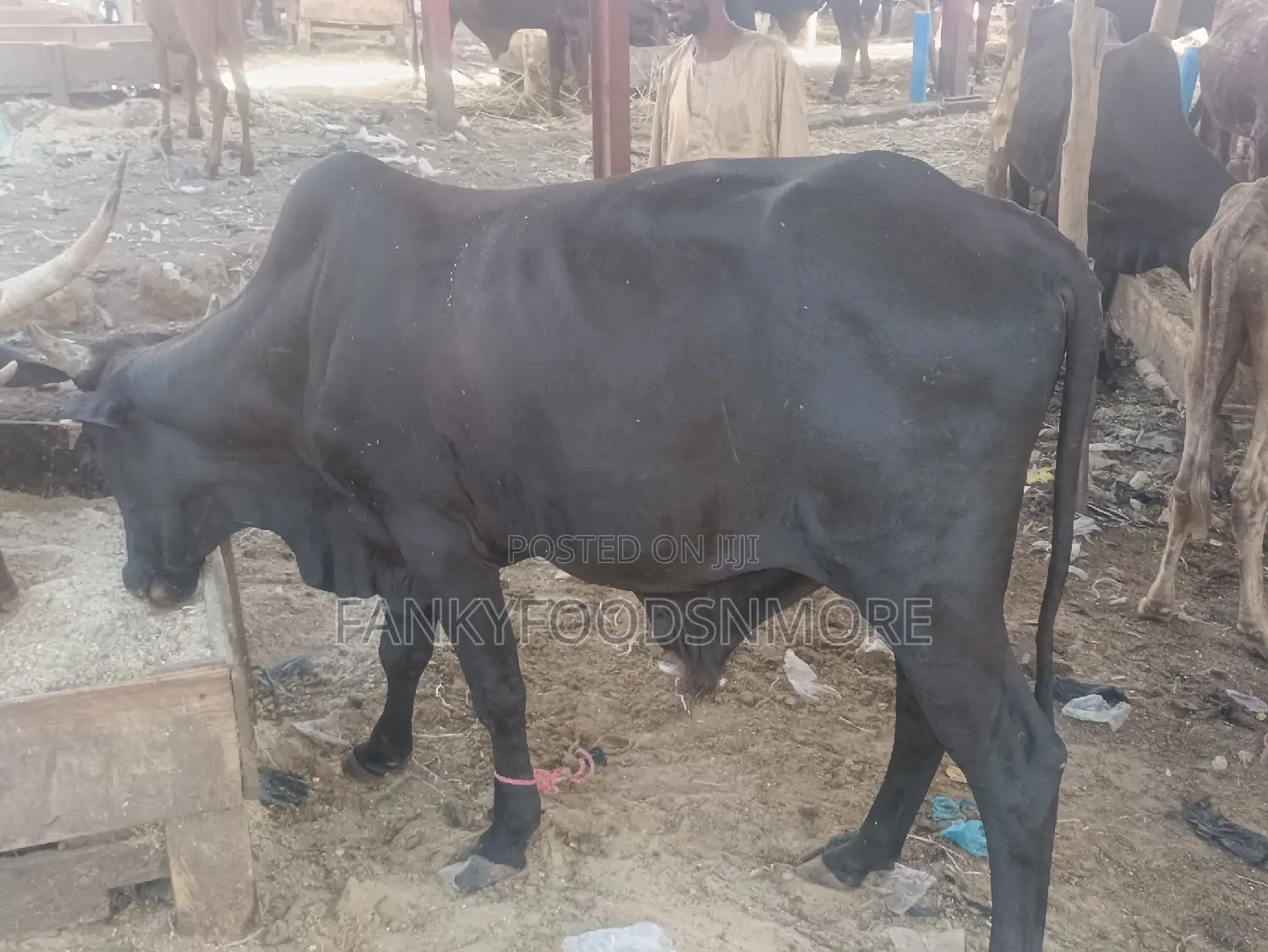 Matured Big Cows