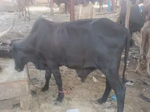 Photo - Matured Big Cows