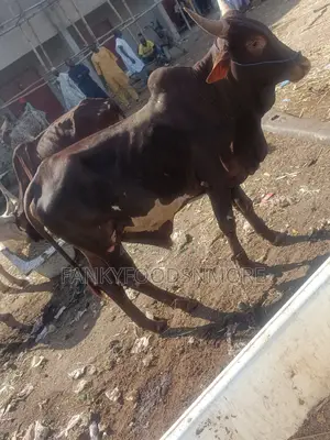 Matured Big Cows