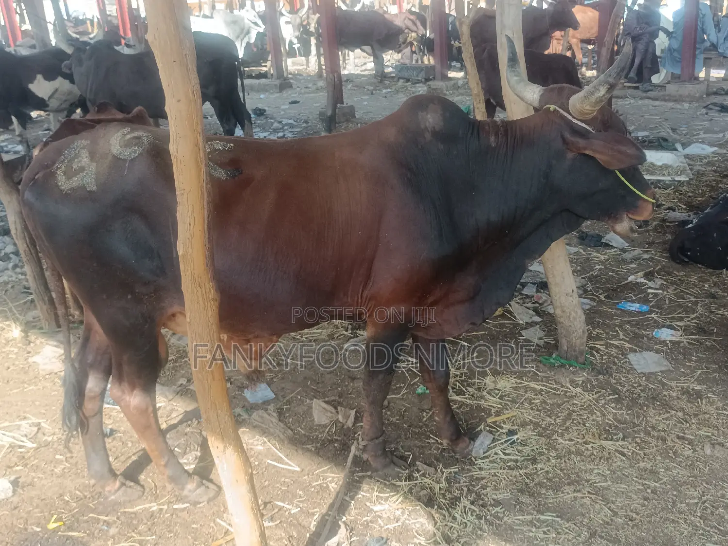 Matured Big Cows