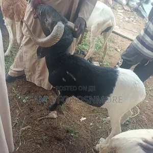 Matured Big Rams