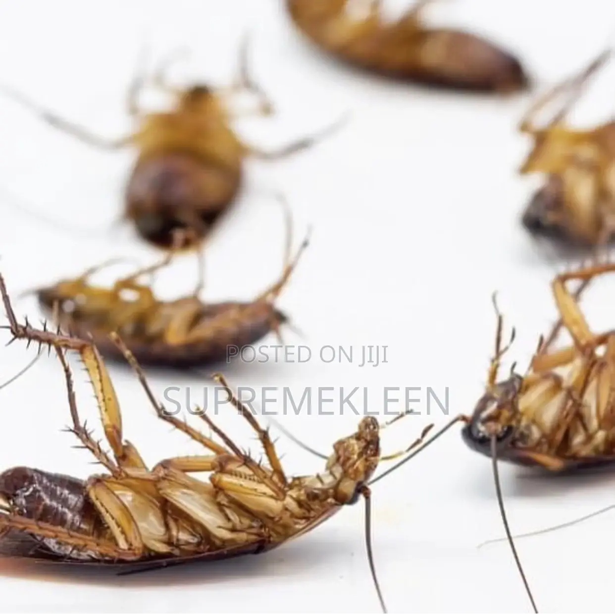 Effective Pest Control Service