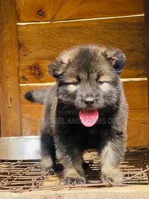 1-3 months Male Purebred Caucasian Shepherd