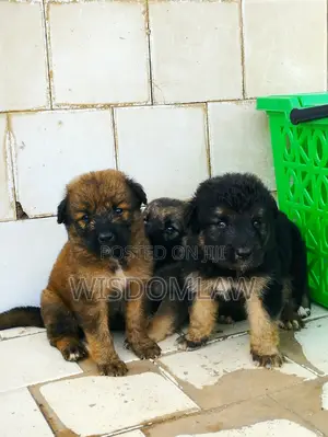 1-3 months Female Purebred German Shepherd