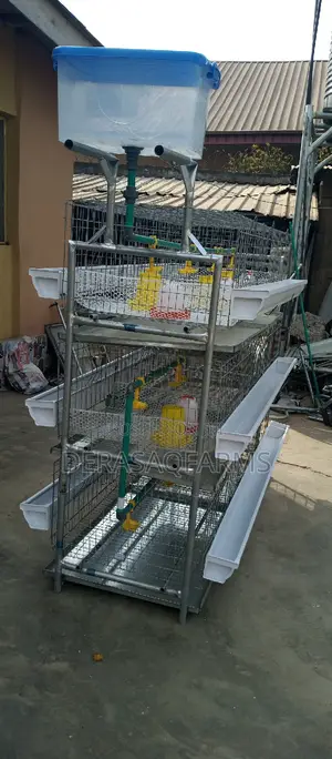 Day Old Cage to Adult Birds