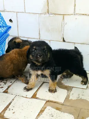 1-3 months Male Purebred German Shepherd