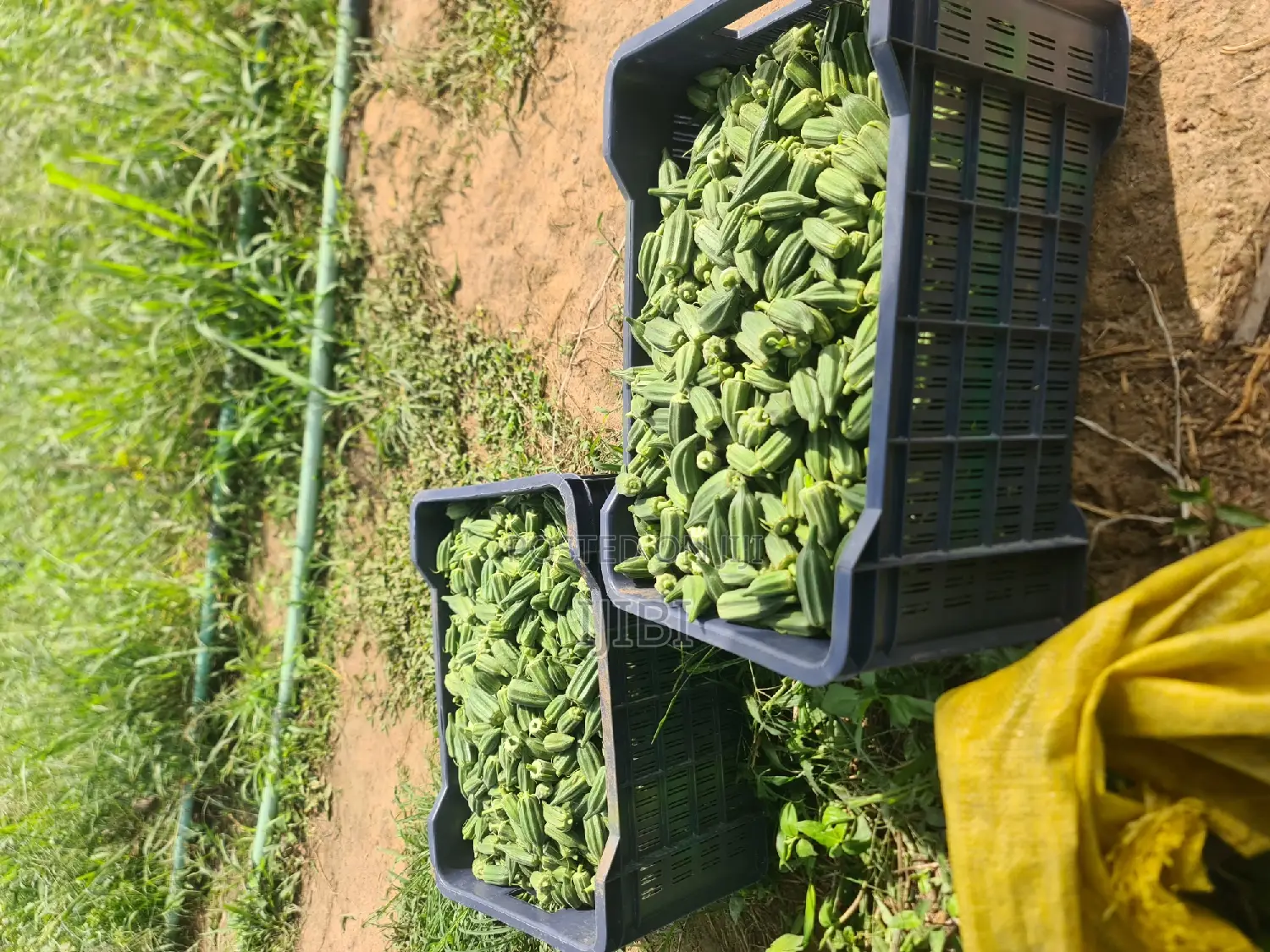 Okro Freshly Harvested Everyday, Just a Call Away
