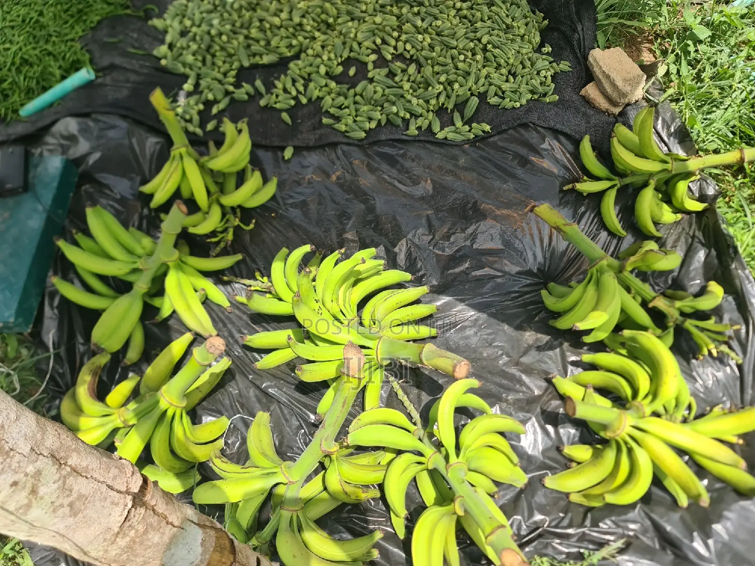 Okro Freshly Harvested Everyday, Just a Call Away