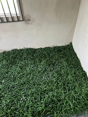 Chilli Pepper Freshly Harvested