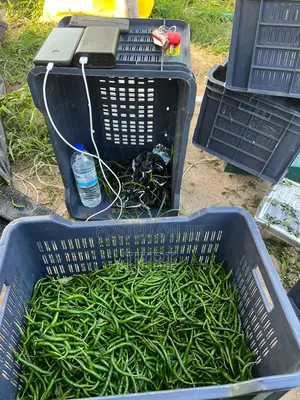 Chilli Pepper Freshly Harvested