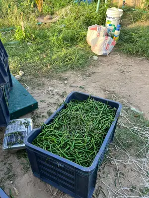 Chilli Pepper Freshly Harvested