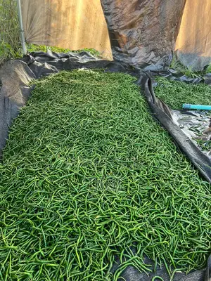 Chilli Pepper Freshly Harvested