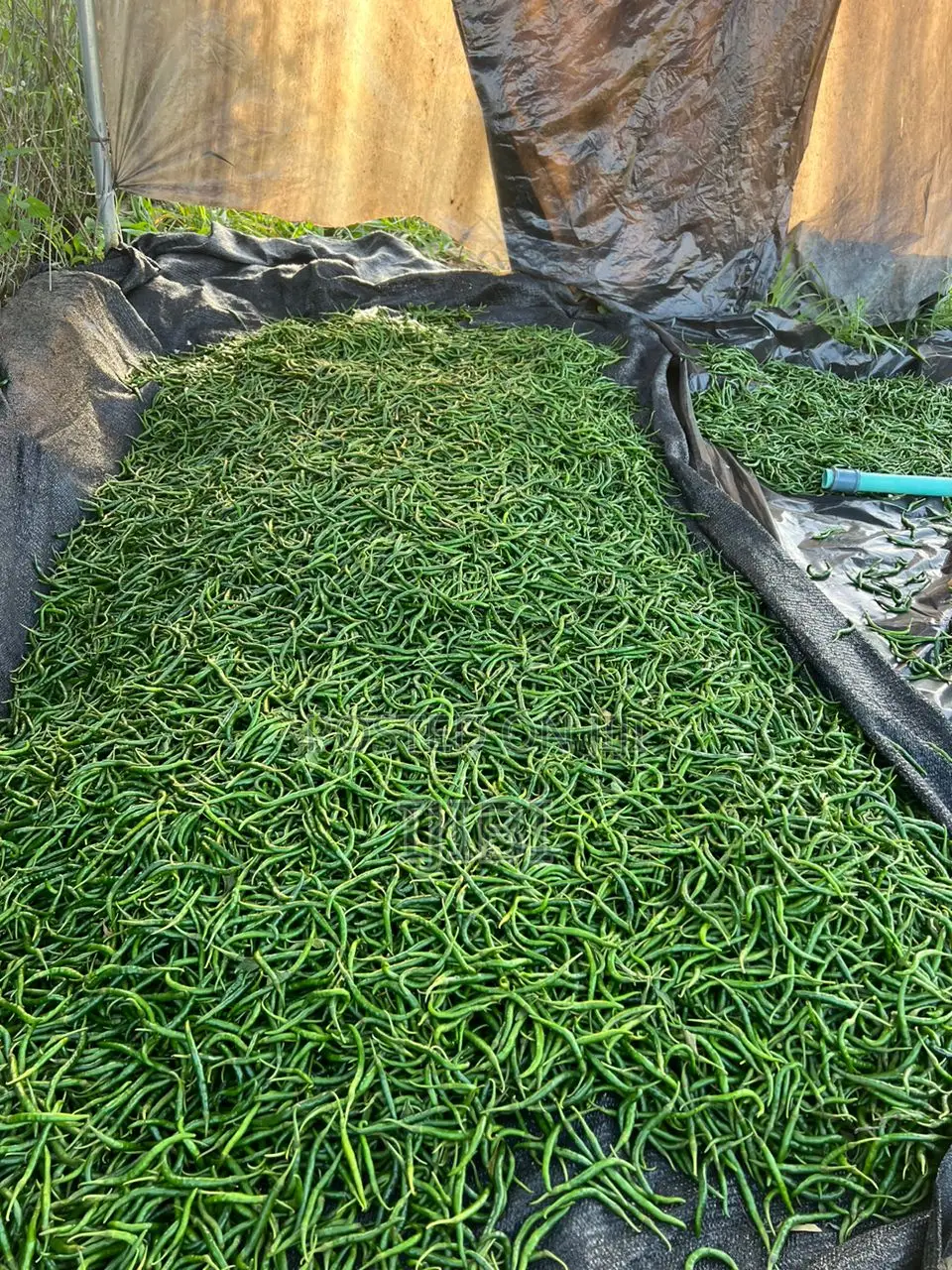 Chilli Pepper Freshly Harvested