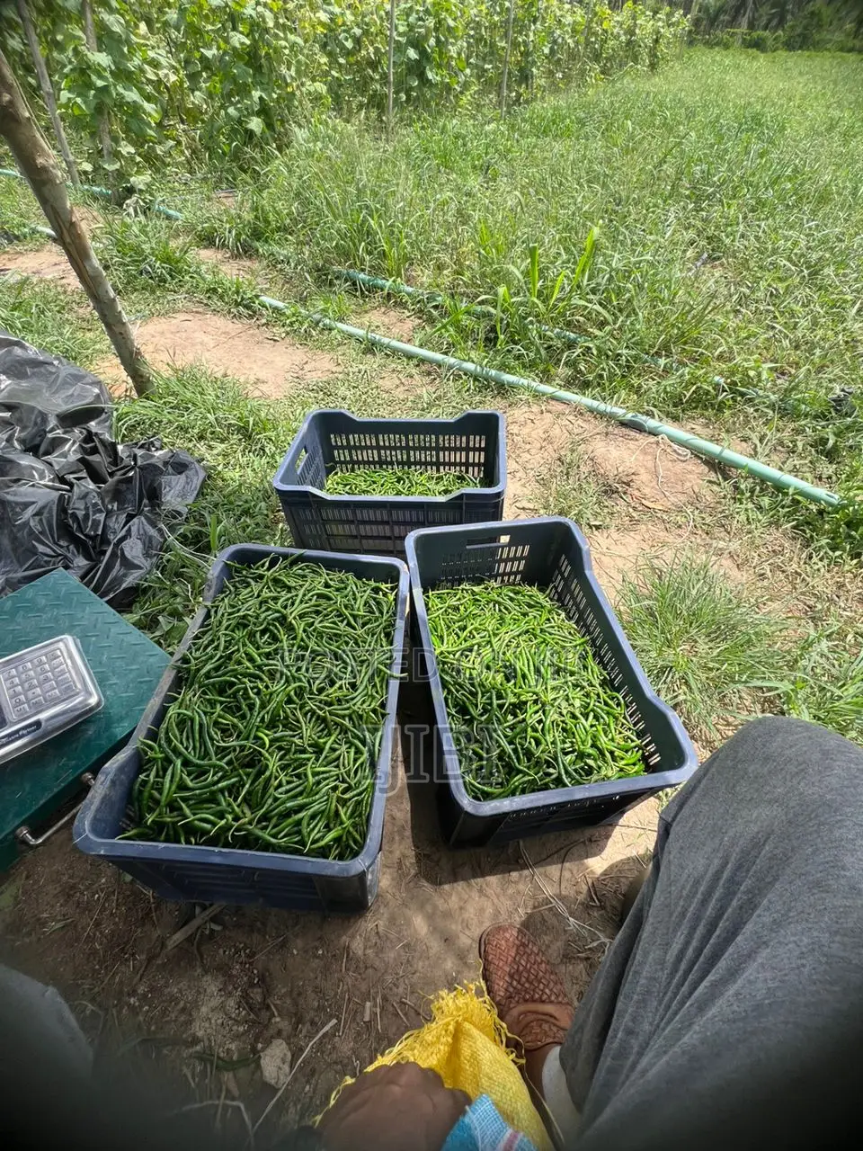 Chilli Pepper Freshly Harvested