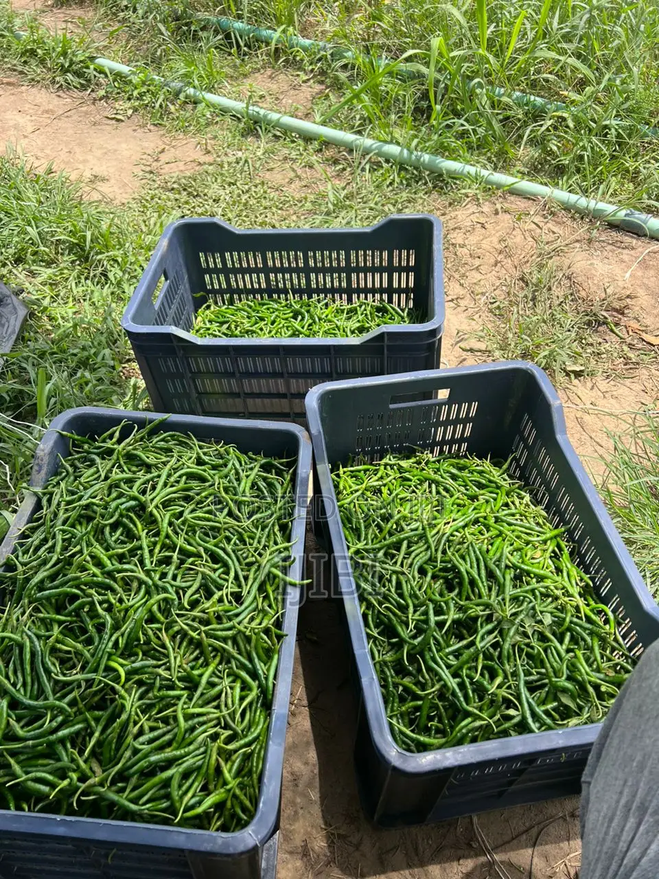 Chilli Pepper Freshly Harvested