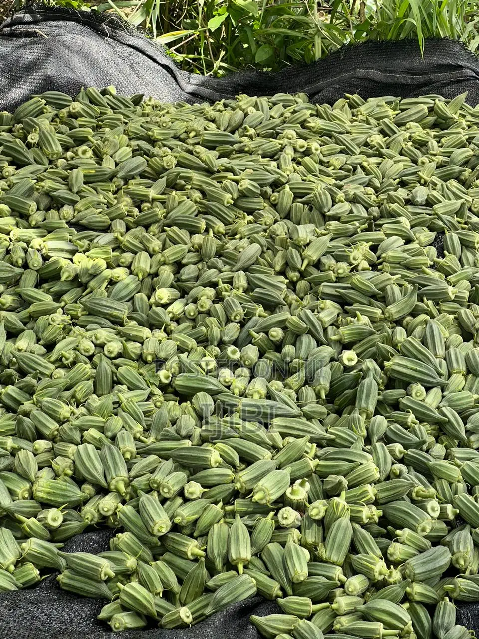 Okro Freshly Harvested Everyday, Just a Call Away