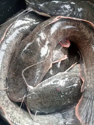 Aquaculture Expert ( Fish Farming / Consultant)
