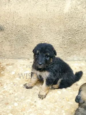 1-3 months Male Purebred German Shepherd
