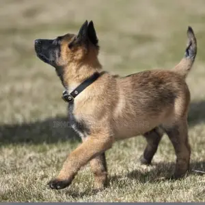 1-3 months Female Purebred Belgian Malinois