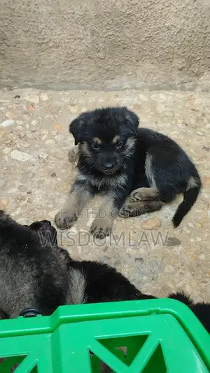 1-3 months Female Purebred German Shepherd