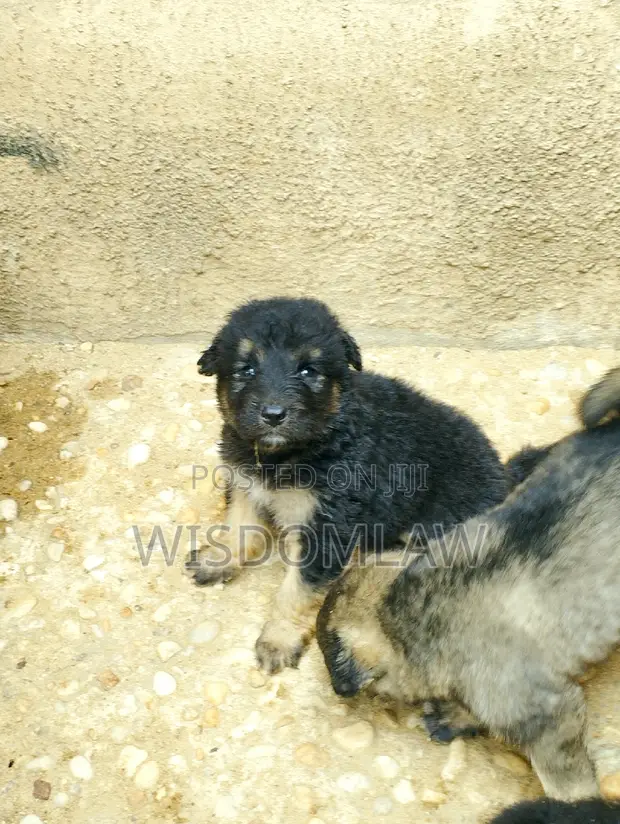 1-3 months Male Purebred German Shepherd in Awka Dogs Puppies
