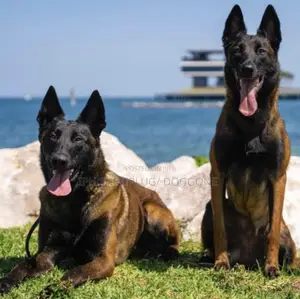 3-6 months Male Purebred Belgian Malinois