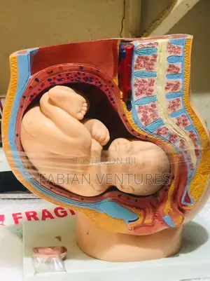 Pregnancy Cut Way Section