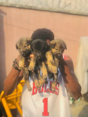 1-3 months Male Purebred German Shepherd
