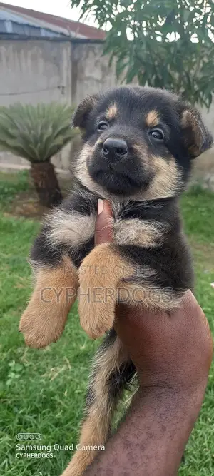 1-3 months Male Purebred German Shepherd