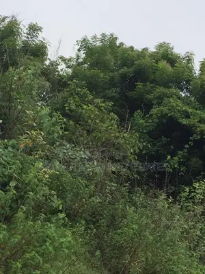 100 Acres of Land for Sale at Kugba Ogun State at Cheap